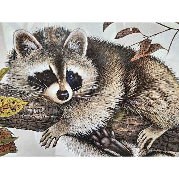Jim Oliver Raccoon 1984 Signed Embossed Lithograph Framed Wildlife Art Print - Picture 4 of 11